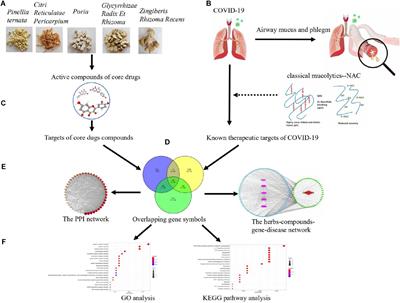 Potential Mechanisms for Traditional Chinese Medicine in Treating Airway Mucus Hypersecretion Associated With Coronavirus Disease 2019